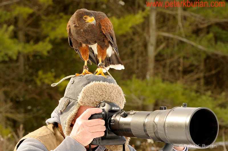 Hawks Prefer Nikon