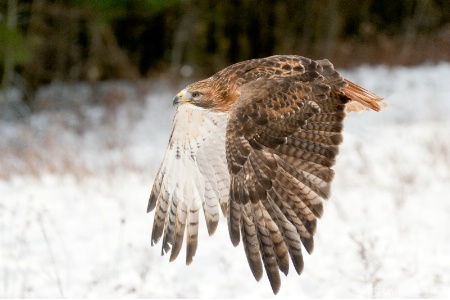 Hawk in Flight A