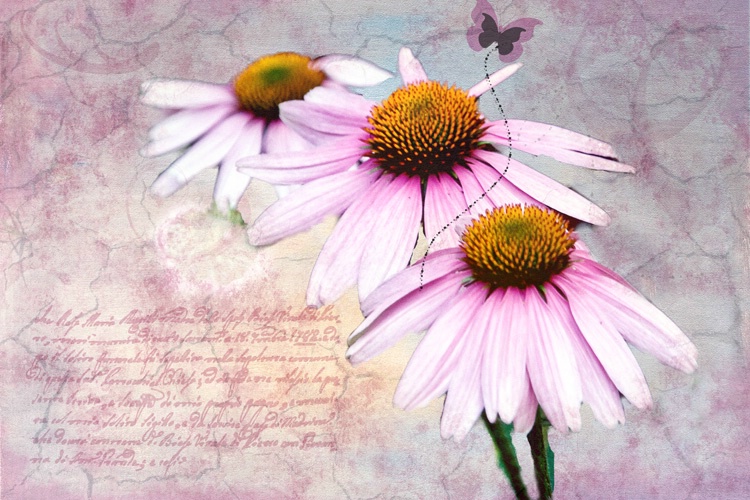 ~ Coneflowers and Butterfly ~