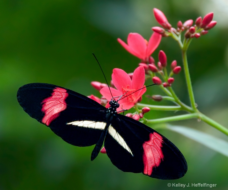 Postman Butterfly - ID: 12705203 © Kelley J. Heffelfinger