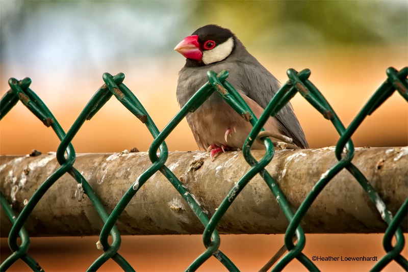 Java Sparrow