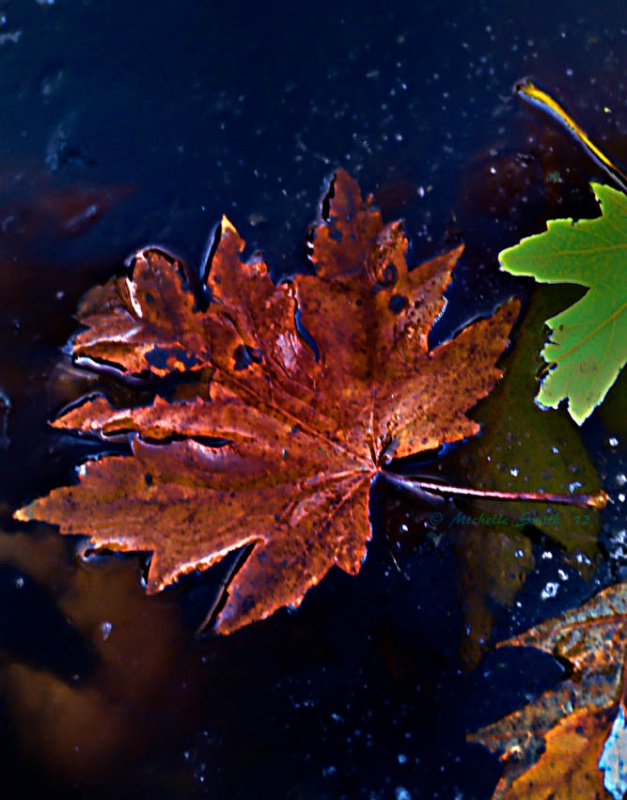 Original Photo Leaf in ice