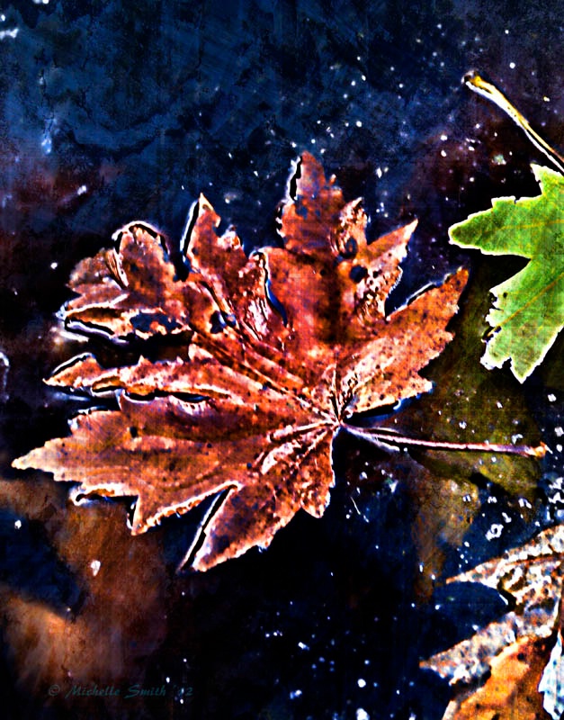 Leaf in ice artsy