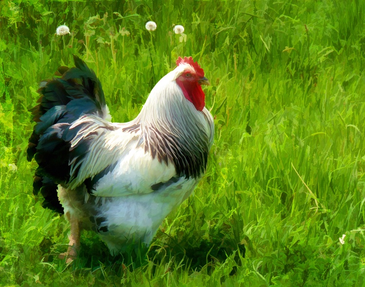  Proud Rooster