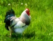  Proud Rooster