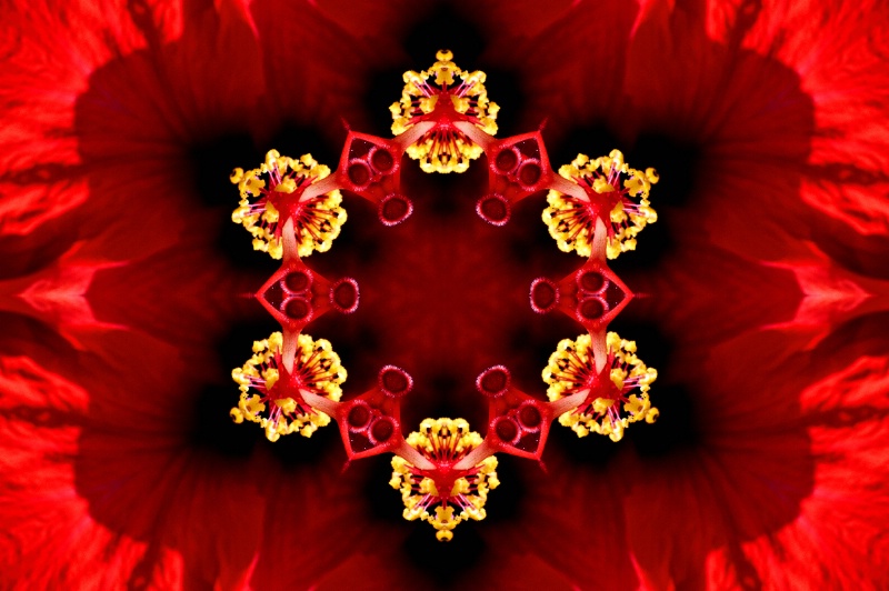 Williamsburg Flower--Kaleidoscope