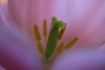 Tulip Center
