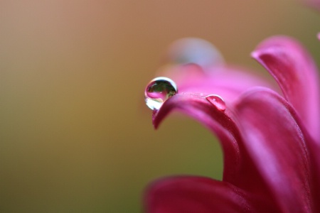 Dewdrop