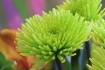 Green Mum