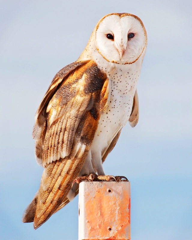 Barn Owl