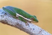 Tree Frog