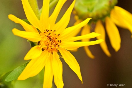  Sunflowers