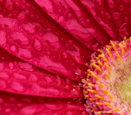 Gerbera Daisy