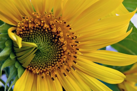 Anniversary Sunflower