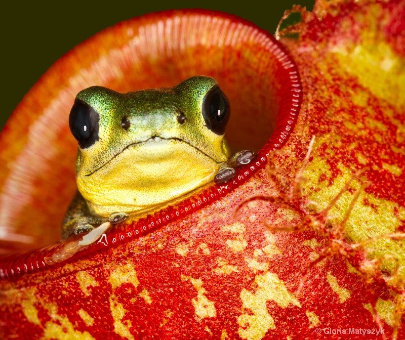 Tiny tree frog peeking out from a plant