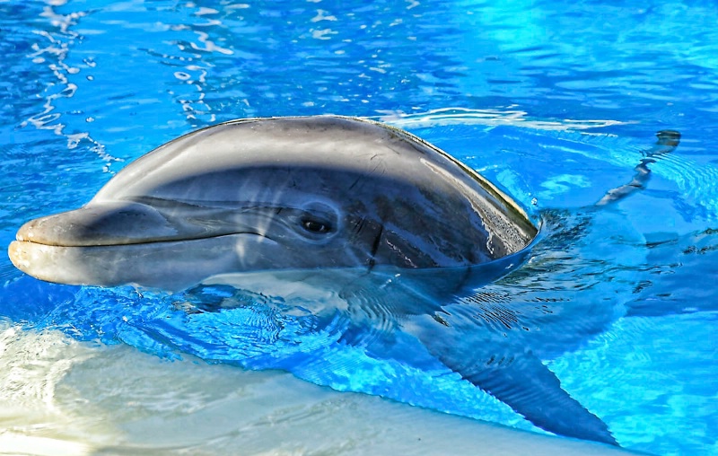 Bottlenose Dolphin