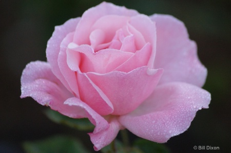 Queen Elizabeth Pink Rose