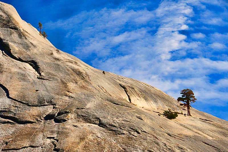 Rock Trees