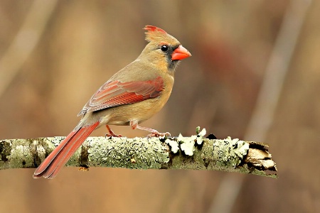Lady Cardinal