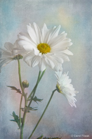 Painted Daisies