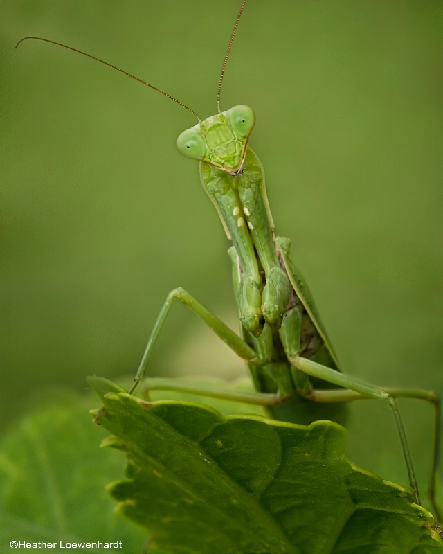 img2