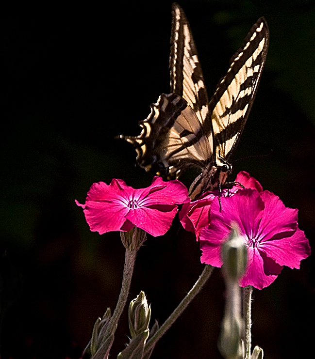 Swallowtail - ID: 12714350 © Denny E. Barnes