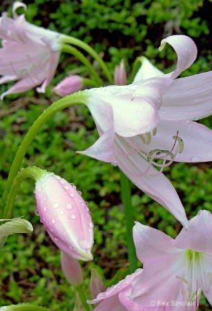 Blue Lilies