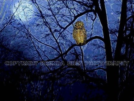 ~Night Owl~