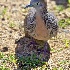 © Terry Korpela PhotoID# 12715200: Zebra Dove