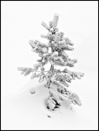 Evergreen in the snow