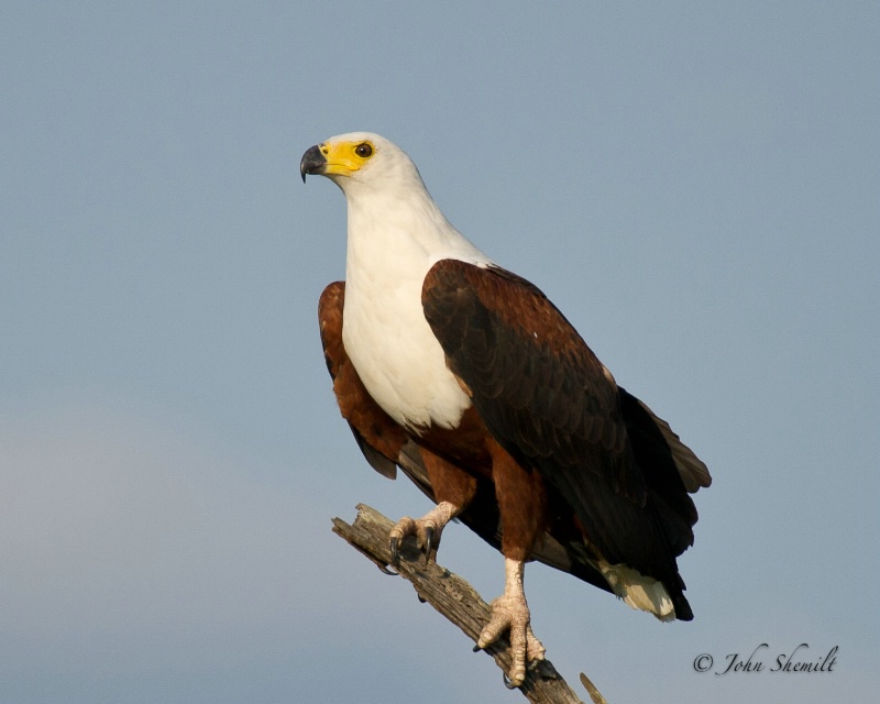 African Sea Eagle - Dec 30th, 2011 - ID: 12715436 © John Shemilt