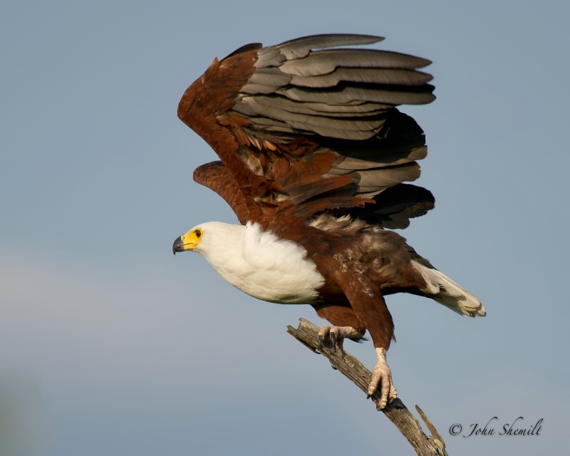 African Sea Eagle - Dec 30th, 2011 - ID: 12715437 © John Shemilt