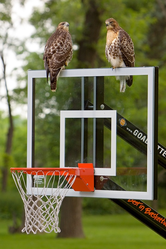 Hawks Basketball