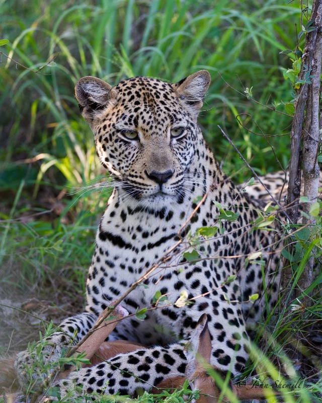 Leopard - Dec 27th, 2011 - ID: 12715954 © John Shemilt