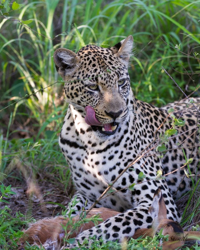 Leopard - Dec 27th, 2011 - ID: 12715955 © John Shemilt