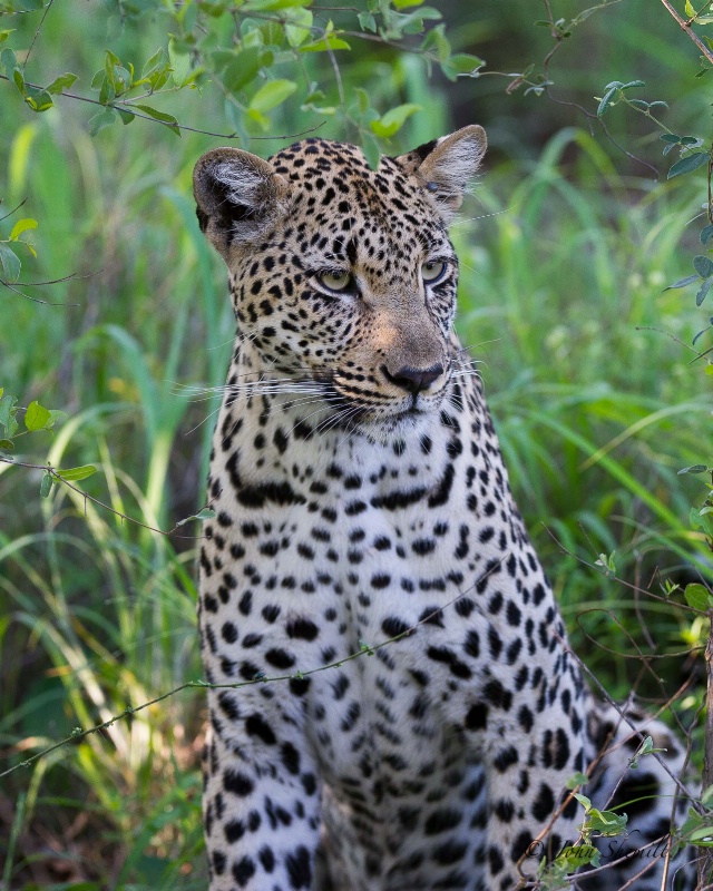 Leopard - Dec 27th, 2011 - ID: 12715956 © John Shemilt