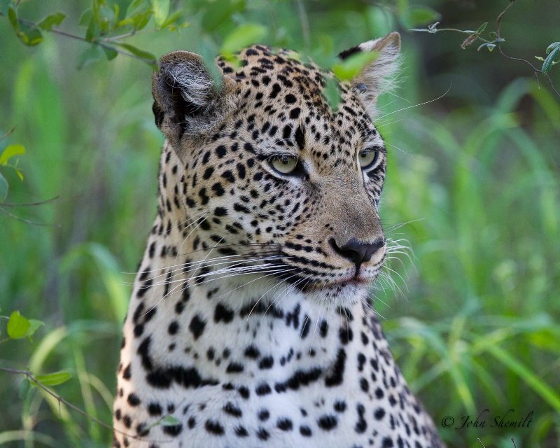 Leopard - Dec 27th, 2011 - ID: 12715957 © John Shemilt