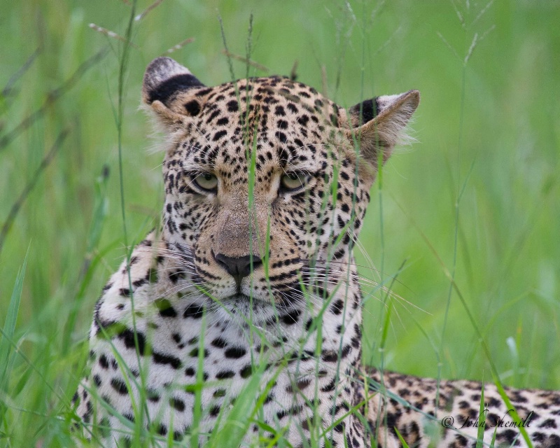 Leopard - Dec 31st, 2011 - ID: 12715960 © John Shemilt