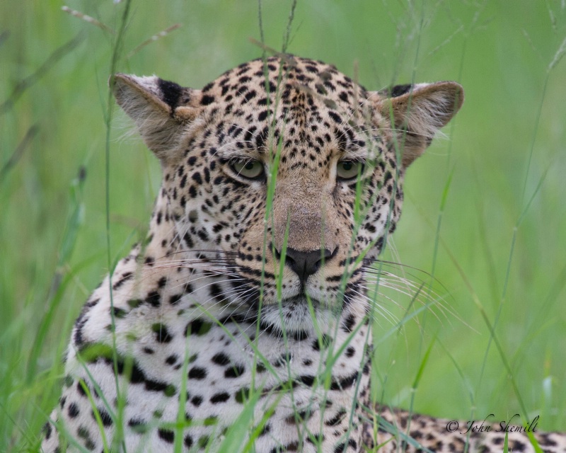 Leopard - Dec 31st, 2011 - ID: 12715961 © John Shemilt