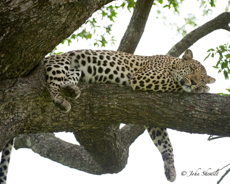 Leopard - Jan 1st, 2012 - ID: 12715962 © John Shemilt