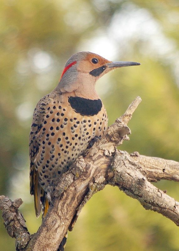 Yellow-Shafted Flicker