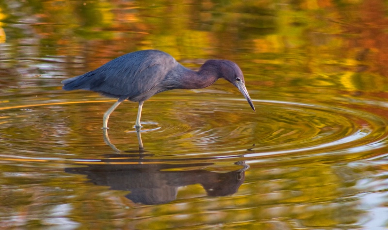 Blue Heron at Dawn