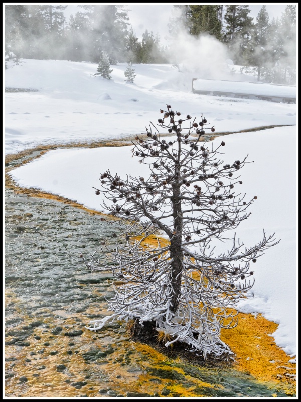 Winter in Yellowstone NP