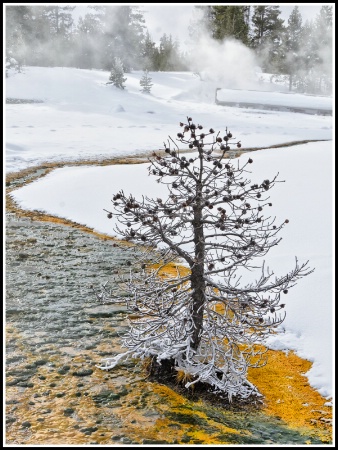Winter in Yellowstone NP
