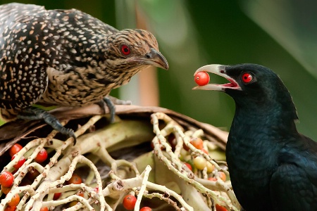 Mating behaviour