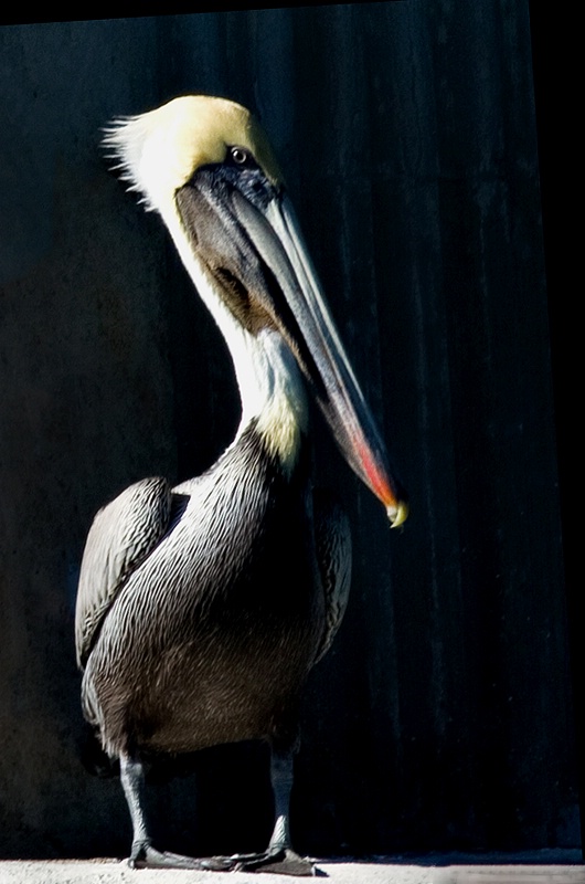 American Brown Pelican