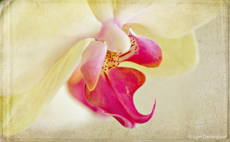 Elegant Orchid.