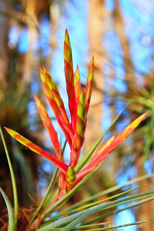 Bromeliad