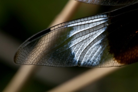 Original Dragonfly Image