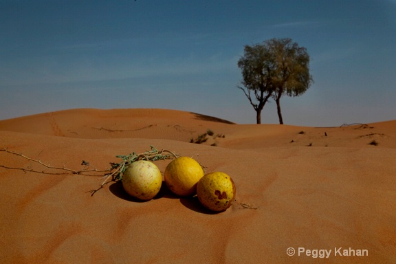 Desert Fruit